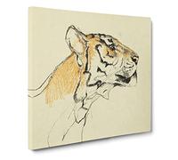 Study Of A Tiger Vol.2 by John Macallan swan Canvas Print | Gallery Wrapped 30mm Frame Wall Art | 20x20 inches | Ready to Hang | Classic Animals Picture | Living Room Bedroom Lounge Office