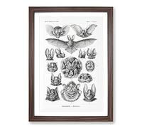 Study of Bats by Ernst Haeckel Framed Print | A2 Walnut Framed Wall Art | Ready to Hang | Modern Nature Picture | Living Room Bedroom Lounge Office