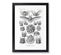Study of Bats by Ernst Haeckel Framed Wall Art Print A2 Black