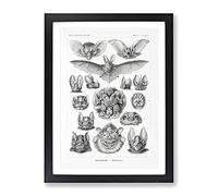 Study Of Bats By Ernst Haeckel Vintage Framed Print | A3 Black Framed Wall Art | Ready to Hang | Classic Nature Picture | Living Room Bedroom Lounge Office