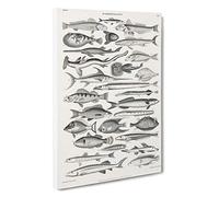 Study of Fish LXL by Oliver Goldsmith Canvas Print | Gallery Wrapped 30mm Frame Wall Art | 30x20 inches | Ready to Hang | Modern Animals Picture | Living Room Bedroom Lounge Office