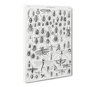 Study Of Insects Ix By Oliver Goldsmith Canvas Print | Gallery Wrapped 30mm Frame Wall Art | 30x20 inches | Ready to Hang | Retro Picture | Living Room Bedroom Lounge Office