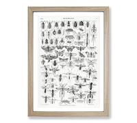 Study of Insects XL by Oliver Goldsmith Framed Print | A2 Oak Framed Wall Art | Ready to Hang | Modern Nature Picture | Living Room Bedroom Lounge Office