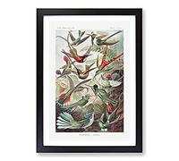 Study of Kingfisher Birds by Ernst Haeckel Framed Wall Art Print A2 Black