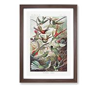 Study of Kingfisher Birds by Ernst Haeckel Framed Wall Art Print A2 Walnut