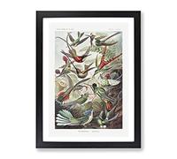 Study Of Kingfisher Birds By Ernst Haeckel Vintage Framed Print | A2 Black Framed Wall Art | Ready to Hang | Classic Nature Picture | Living Room Bedroom Lounge Office