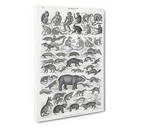 Study of Mammals LII by Oliver Goldsmith Canvas Print | Gallery Wrapped 30mm Frame Wall Art | 30x20 inches | Ready to Hang | Modern Animals Picture | Living Room Bedroom Lounge Office