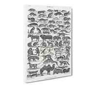 Study Of Mammals Liv By Oliver Goldsmith Canvas Print | Gallery Wrapped 30mm Frame Wall Art | 20x14 inches | Ready to Hang | Retro Animals Picture | Living Room Bedroom Lounge Office