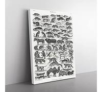 Study Of Mammals Liv By Oliver Goldsmith Vintage Canvas Wall Art Print Ready to Hang, Framed Picture for Living Room Bedroom Home Office Décor, 76x50 cm (30x20 Inch)