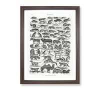 Study Of Mammals Liv By Oliver Goldsmith Vintage Framed Wall Art Print, Ready to Hang Picture for Living Room Bedroom Home Office Décor, Walnut A4 (34 x 25 cm)