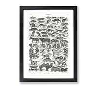 Study Of Mammals Liv By Oliver Goldsmith Vintage Framed Wall Art Print, Ready to Hang Picture for Living Room Bedroom Home Office Décor, Black A3 (34 x 46 cm)