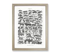 Study Of Mammals Liv By Oliver Goldsmith Vintage Framed Wall Art Print, Ready to Hang Picture for Living Room Bedroom Home Office Décor, Oak A2 (64 x 46 cm)