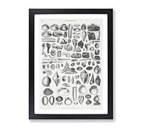 Study Of Mollusk Shells By Oliver Goldsmith Vintage Framed Print | A3 Black Framed Wall Art | Ready to Hang | Classic Nature Picture | Living Room Bedroom Lounge Office
