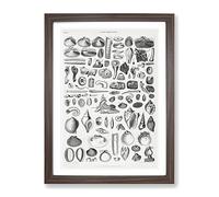 Study Of Mollusk Shells By Oliver Goldsmith Vintage Framed Print | A4 Walnut Framed Wall Art | Ready to Hang | Classic Nature Picture | Living Room Bedroom Lounge Office