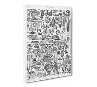 Study Of Mollusk Shells Lx By Oliver Goldsmith Canvas Print | Gallery Wrapped 30mm Frame Wall Art | 24x16 inches | Ready to Hang | Retro Animals Picture | Living Room Bedroom Lounge Office