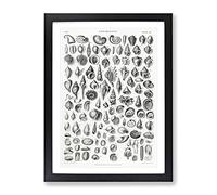 Study Of Mollusk Shells Xx By Oliver Goldsmith Vintage Framed Print | A4 Black Framed Wall Art | Ready to Hang | Classic Nature Picture | Living Room Bedroom Lounge Office