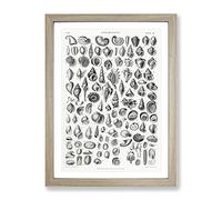 Study Of Mollusk Shells Xx By Oliver Goldsmith Vintage Framed Print | A4 Oak Framed Wall Art | Ready to Hang | Classic Nature Picture | Living Room Bedroom Lounge Office