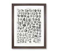 Study Of Mollusk Shells Xx By Oliver Goldsmith Vintage Framed Print | A4 Walnut Framed Wall Art | Ready to Hang | Classic Nature Picture | Living Room Bedroom Lounge Office