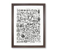 Study Of Mollusk Shells Xxi By Oliver Goldsmith Vintage Framed Print | A3 Walnut Framed Wall Art | Ready to Hang | Classic Nature Picture | Living Room Bedroom Lounge Office