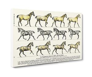 Study Of Moving Horses By Hans Kraemer Canvas Print | Gallery Wrapped 30mm Frame Wall Art | 24x16 inches | Ready to Hang | Retro Animals Picture | Living Room Bedroom Lounge Office