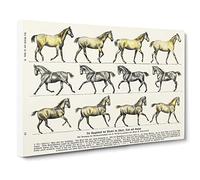 Study Of Moving Horses By Hans Kraemer Canvas Print | Gallery Wrapped 30mm Frame Wall Art | 30x20 inches | Ready to Hang | Retro Animals Picture | Living Room Bedroom Lounge Office