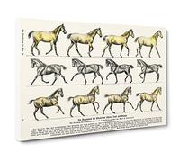 Study of Moving Horses by Hans Kraemer Canvas Print | Gallery Wrapped 30mm Frame Wall Art | 30x20 inches | Ready to Hang | Modern Animals Picture | Living Room Bedroom Lounge Office