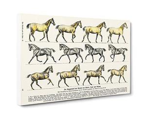 Study of Moving Horses by Hans Kraemer Canvas Print | Gallery Wrapped 30mm Frame Wall Art | 30x20 inches | Ready to Hang | Modern Animals Picture | Living Room Bedroom Lounge Office