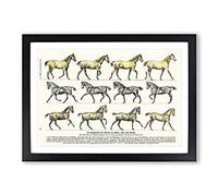 Study of Moving Horses by Hans Kraemer Framed Print | A2 Black Framed Wall Art | Ready to Hang | Modern Animal Picture | Living Room Bedroom Lounge Office