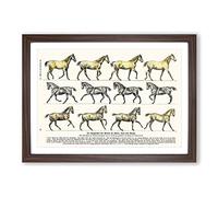 Study of Moving Horses by Hans Kraemer Framed Print | A2 Walnut Framed Wall Art | Ready to Hang | Modern Animal Picture | Living Room Bedroom Lounge Office