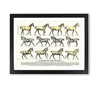 Study Of Moving Horses By Hans Kraemer Vintage Framed Print | A2 Black Framed Wall Art | Ready to Hang | Classic Animal Picture | Living Room Bedroom Lounge Office