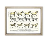 Study Of Moving Horses By Hans Kraemer Vintage Framed Print | A2 Oak Framed Wall Art | Ready to Hang | Classic Animal Picture | Living Room Bedroom Lounge Office