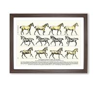Study Of Moving Horses By Hans Kraemer Vintage Framed Print | A2 Walnut Framed Wall Art | Ready to Hang | Classic Animal Picture | Living Room Bedroom Lounge Office