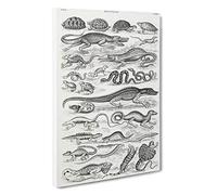 Study of Reptiles by Oliver Goldsmith Canvas Print | Gallery Wrapped 30mm Frame Wall Art | 30x20 inches | Ready to Hang | Modern Picture | Living Room Bedroom Lounge Office