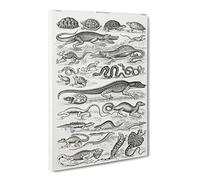 Study Of Reptiles By Oliver Goldsmith Canvas Print | Gallery Wrapped 30mm Frame Wall Art | 30x20 inches | Ready to Hang | Retro Picture | Living Room Bedroom Lounge Office