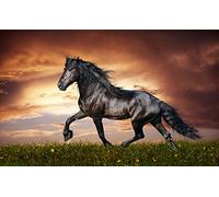 Stukk Horse Black Stallion Print Art Picture Poster - A4 (210 x 297mm),white