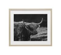 Stupell Industries Bold Scottish Highland Birch Framed Print Under Glass design by Crystal Lynn Collins, 13 x 16