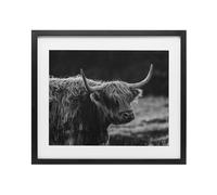 Stupell Industries Bold Scottish Highland Black Framed Print Under Glass design by Crystal Lynn Collins, 13 x 16