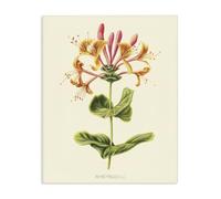 Stupell Industries 'Honeysuckle Vintage Illustration', Canvas Art, 24 x 30 Inches, Easy to Hang and Sturdy, Made in USA, by Connie Resch