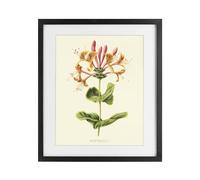 Stupell Industries 'Honeysuckle Vintage Illustration', Framed Print Under Glass, Black, 17 x 21 Inches, Easy to Hang and Sturdy, Made in USA, by Connie Resch