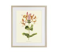 Stupell Industries 'Honeysuckle Vintage Illustration', Framed Print Under Glass, Brown, 17 x 21 Inches, Easy to Hang and Sturdy, Made in USA, by Connie Resch