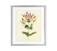 Stupell Industries 'Honeysuckle Vintage Illustration', Framed Print Under Glass, Gray, 17 x 21 Inches, Easy to Hang and Sturdy, Made in USA, by Connie Resch