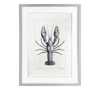 Stupell Industries Scientific Lobster Specimen Gray Framed Print Under Glass, design by Tina Higgins Designs Inc., 20 x 14