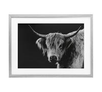 Stupell Industries Scottish Highland Cattle Gray Framed Print Under Glass design by Crystal Lynn Collins, 17 x 23