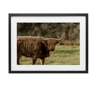 Stupell Industries Scottish Highland Grazing Black Framed Print Under Glass design by Crystal Lynn Collins, 17 x 23