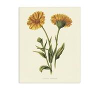 Stupell Industries 'Twin Marigold Blooms', Canvas Art, 16 x 20 Inches, Easy to Hang and Sturdy, Made in USA, by Connie Resch