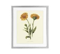 Stupell Industries 'Twin Marigold Blooms', Framed Print Under Glass, Gray, 17 x 21 Inches, Easy to Hang and Sturdy, Made in USA, by Connie Resch