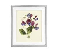 Stupell Industries 'Vintage Sweet Pea Blossoms', Framed Print Under Glass, Gray, 17 x 21 Inches, Easy to Hang and Sturdy, Made in USA, by Connie Resch