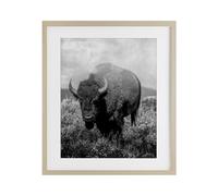 Stupell Industries Wandering Bison Monochrome Portrait Birch Framed Print Under Glass design by Marcus Prime, 21 x 17