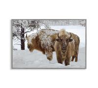 Stupell Industries Winter White Bison Gray Framed Giclee Art design by Mike Jones, 16 x 24