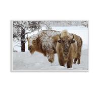 Stupell Industries Winter White Bison White Framed Giclee Art design by Mike Jones, 20 x 30